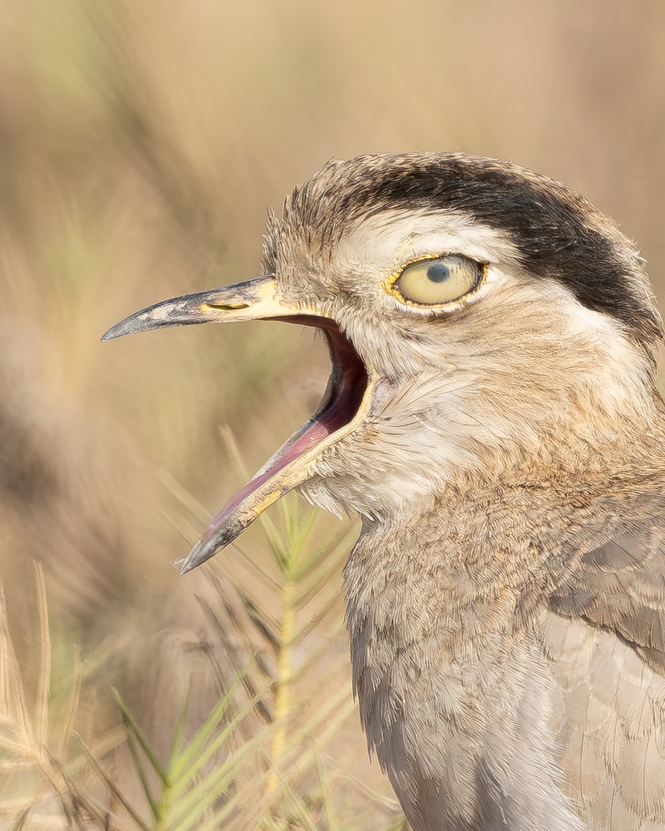 Peruvian Thick-knee - ML642738468