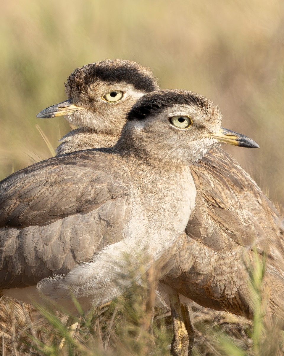 Peruvian Thick-knee - ML642738469