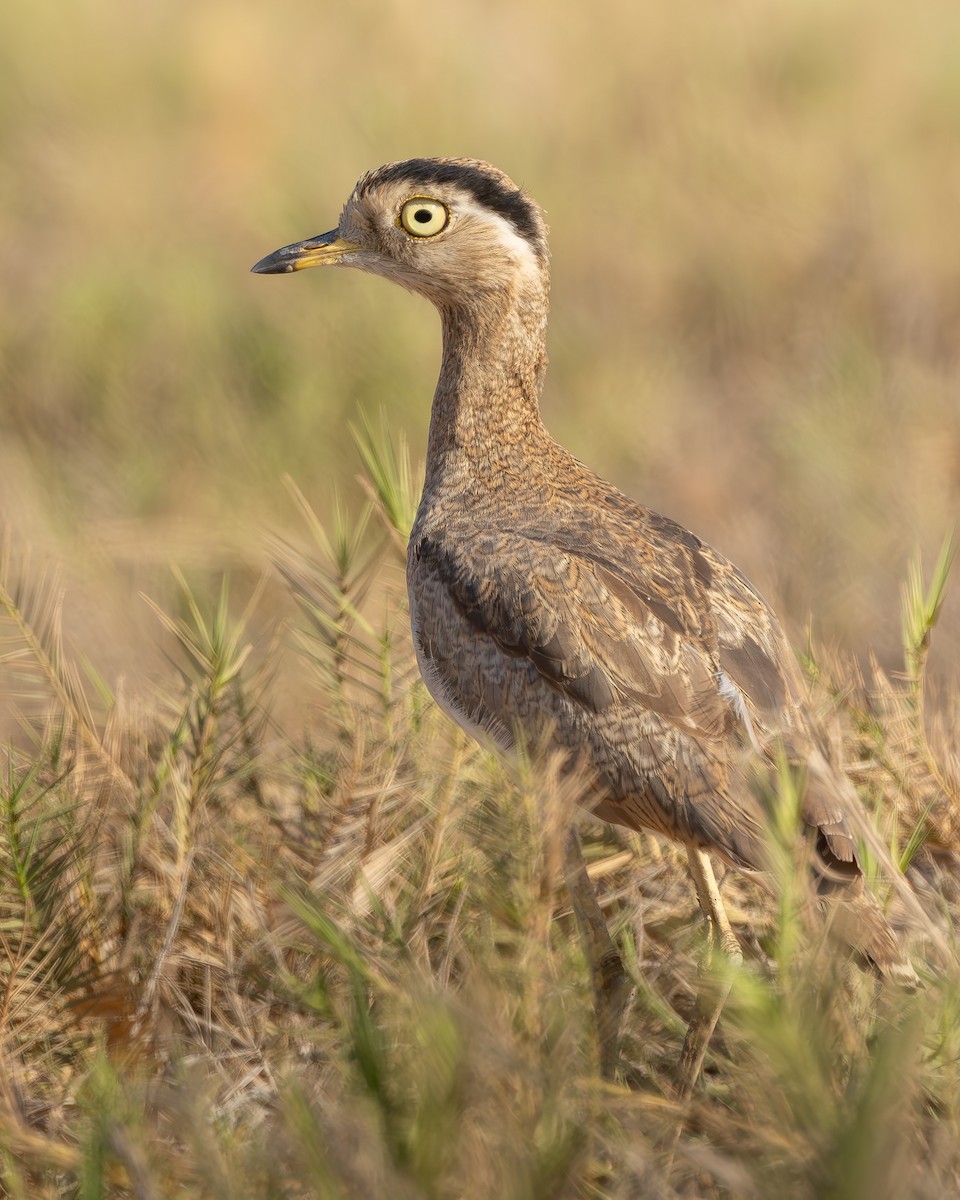 Peruvian Thick-knee - ML642738470