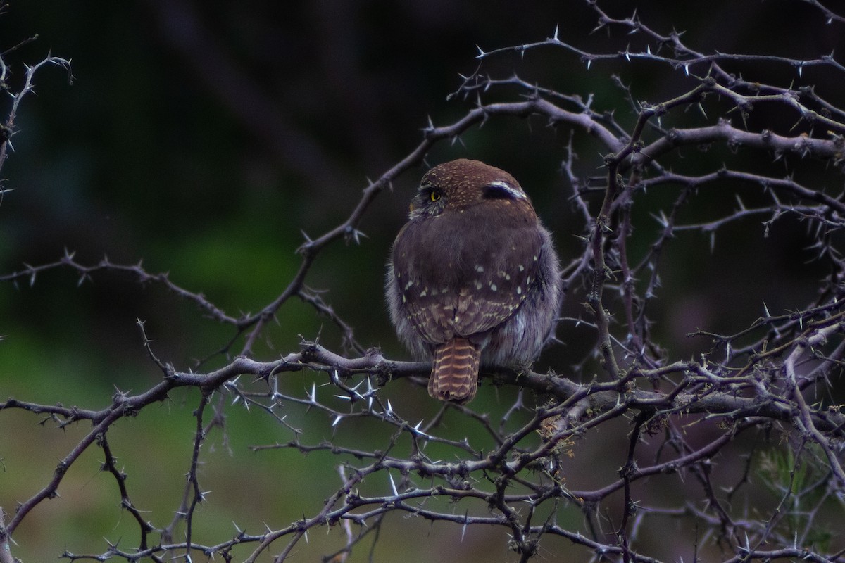 Austral Pygmy-Owl - ML642738483