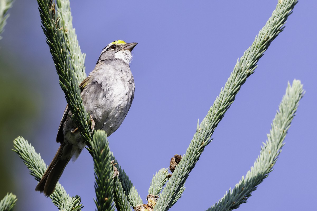 White-throated Sparrow - ML642738506