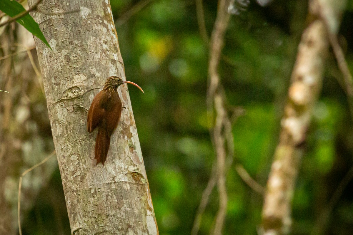 Red-billed Scythebill - ML642738508