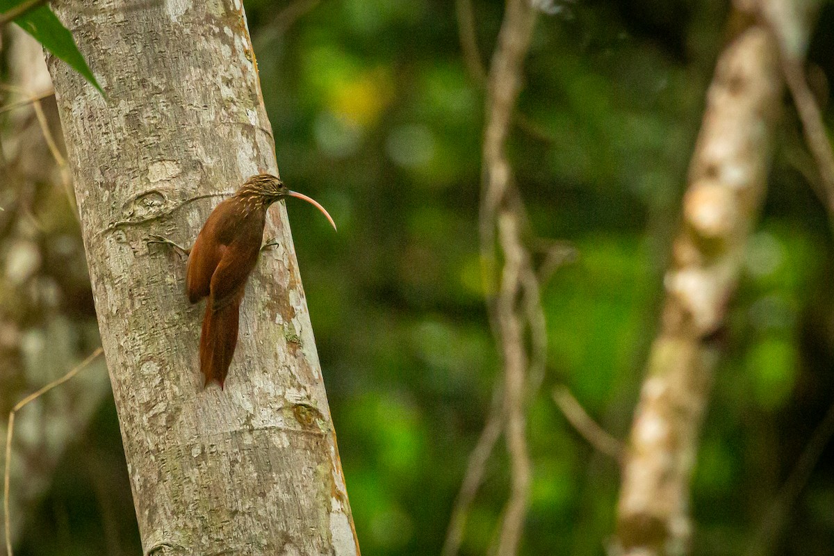 Red-billed Scythebill - ML642738509