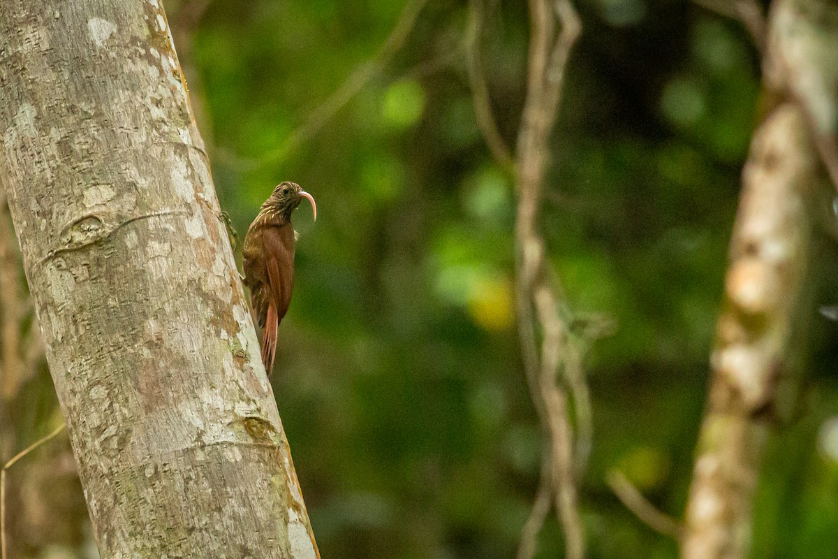 Red-billed Scythebill - ML642738510