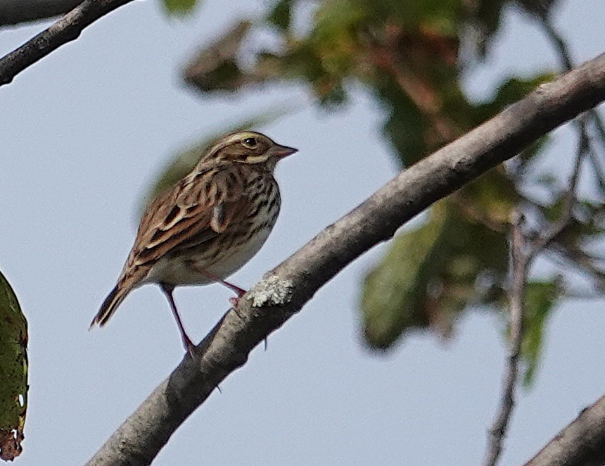 Savannah Sparrow - ML642738575