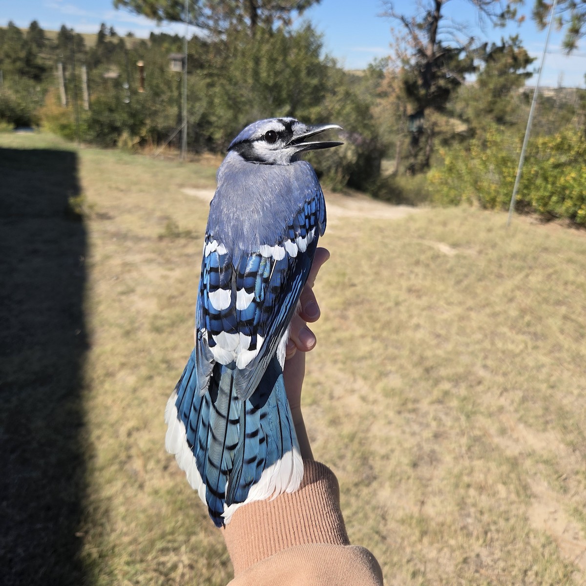 Blue Jay - ML642738596