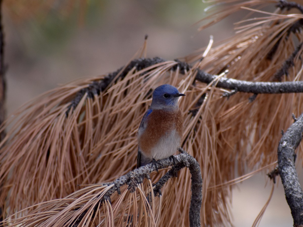 Western Bluebird - ML642738674