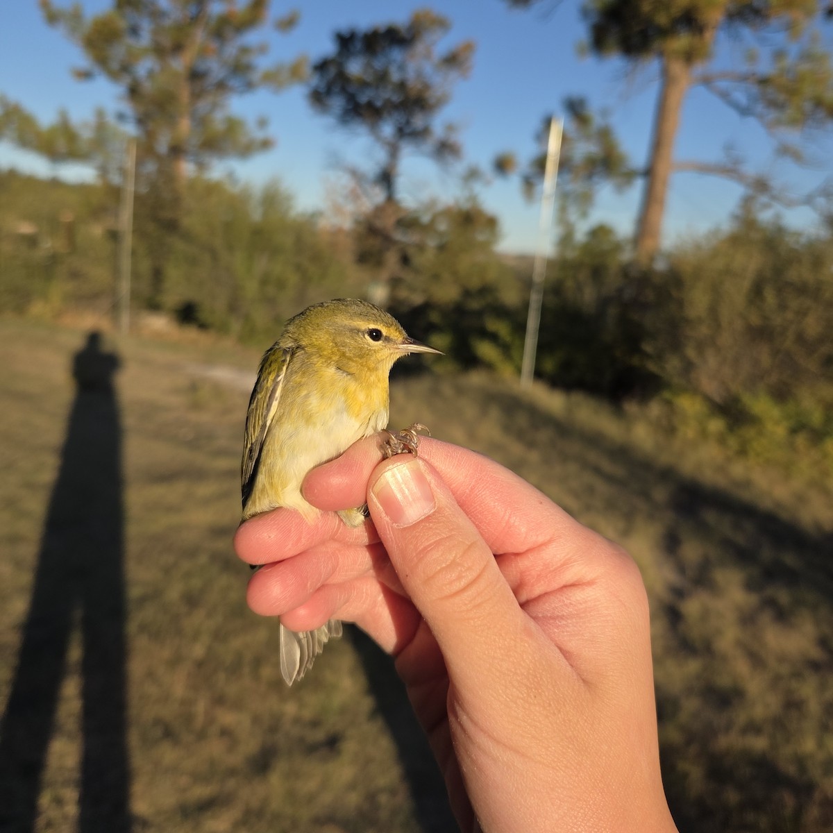 Tennessee Warbler - ML642738675