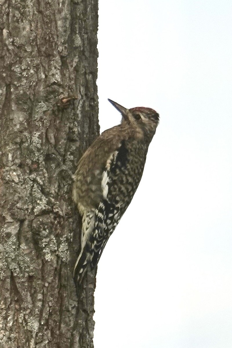Yellow-bellied Sapsucker - ML642738678