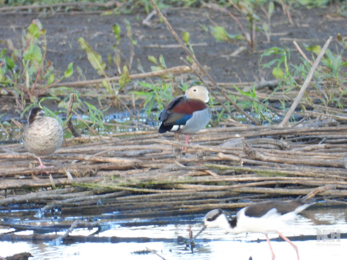 Ringed Teal - ML642738679