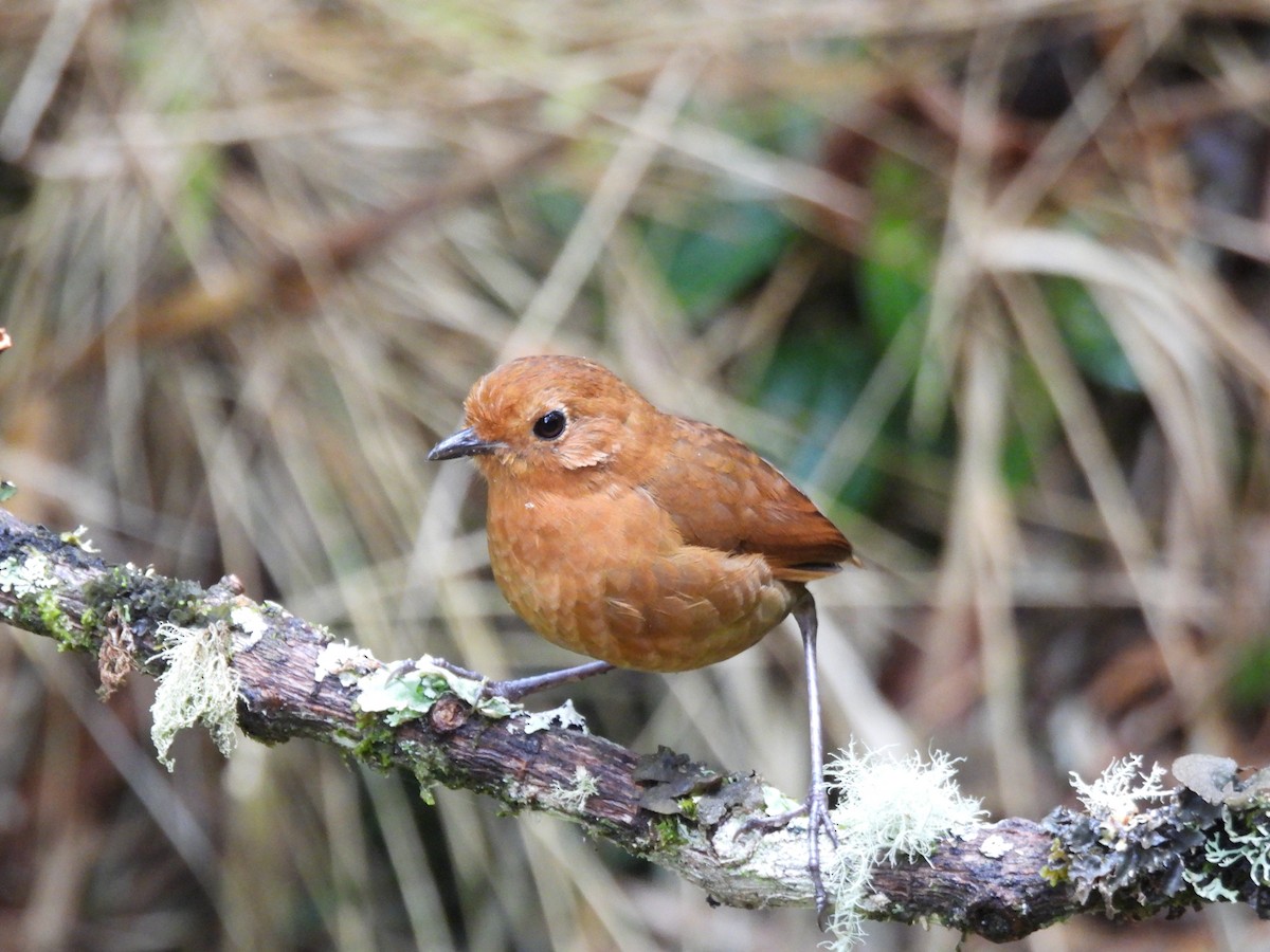 Equatorial Antpitta - ML642738680