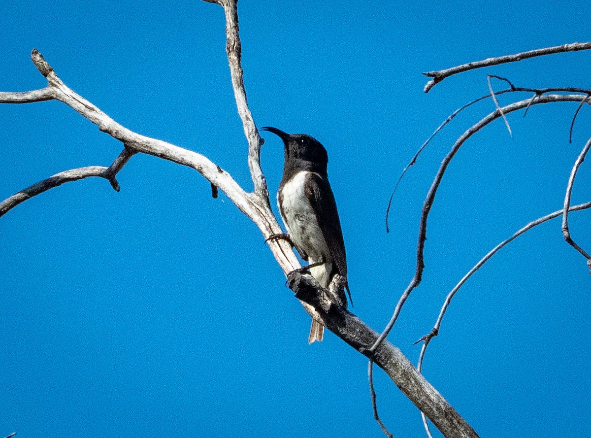 Black Honeyeater - ML642738681