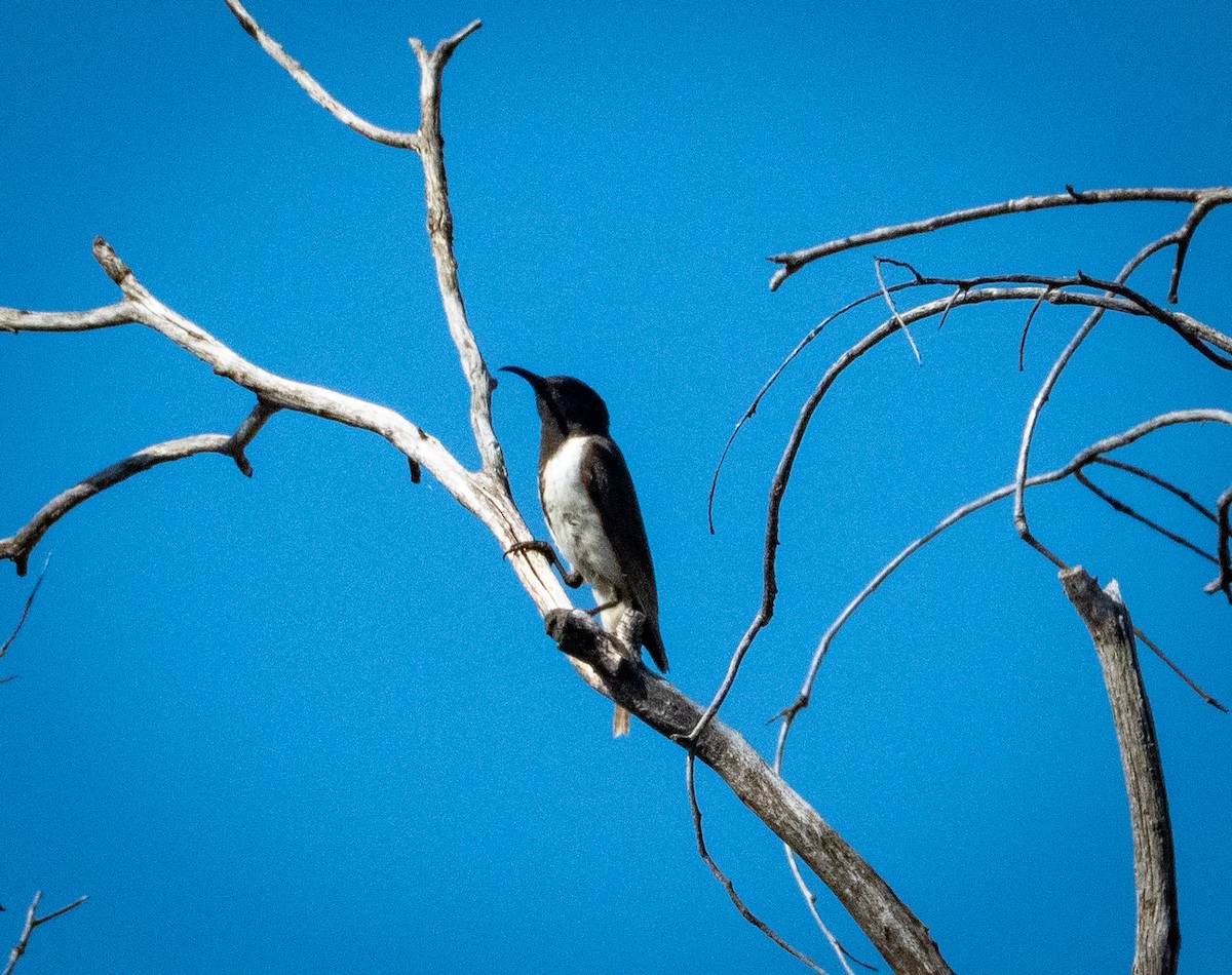 Black Honeyeater - ML642738682