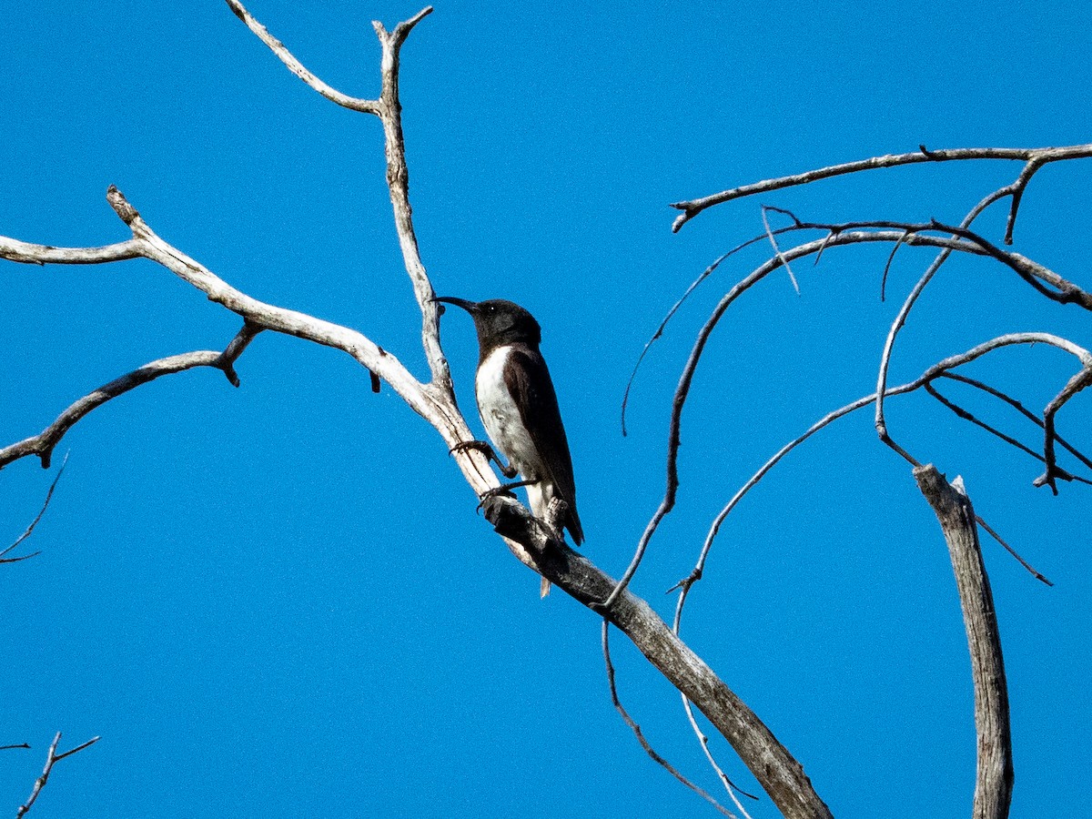 Black Honeyeater - ML642738683