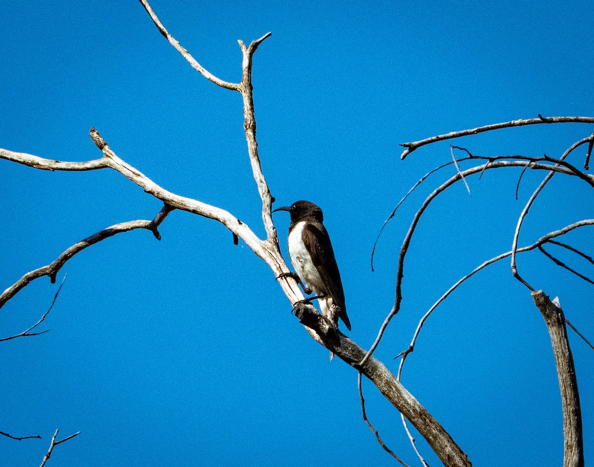 Black Honeyeater - ML642738684