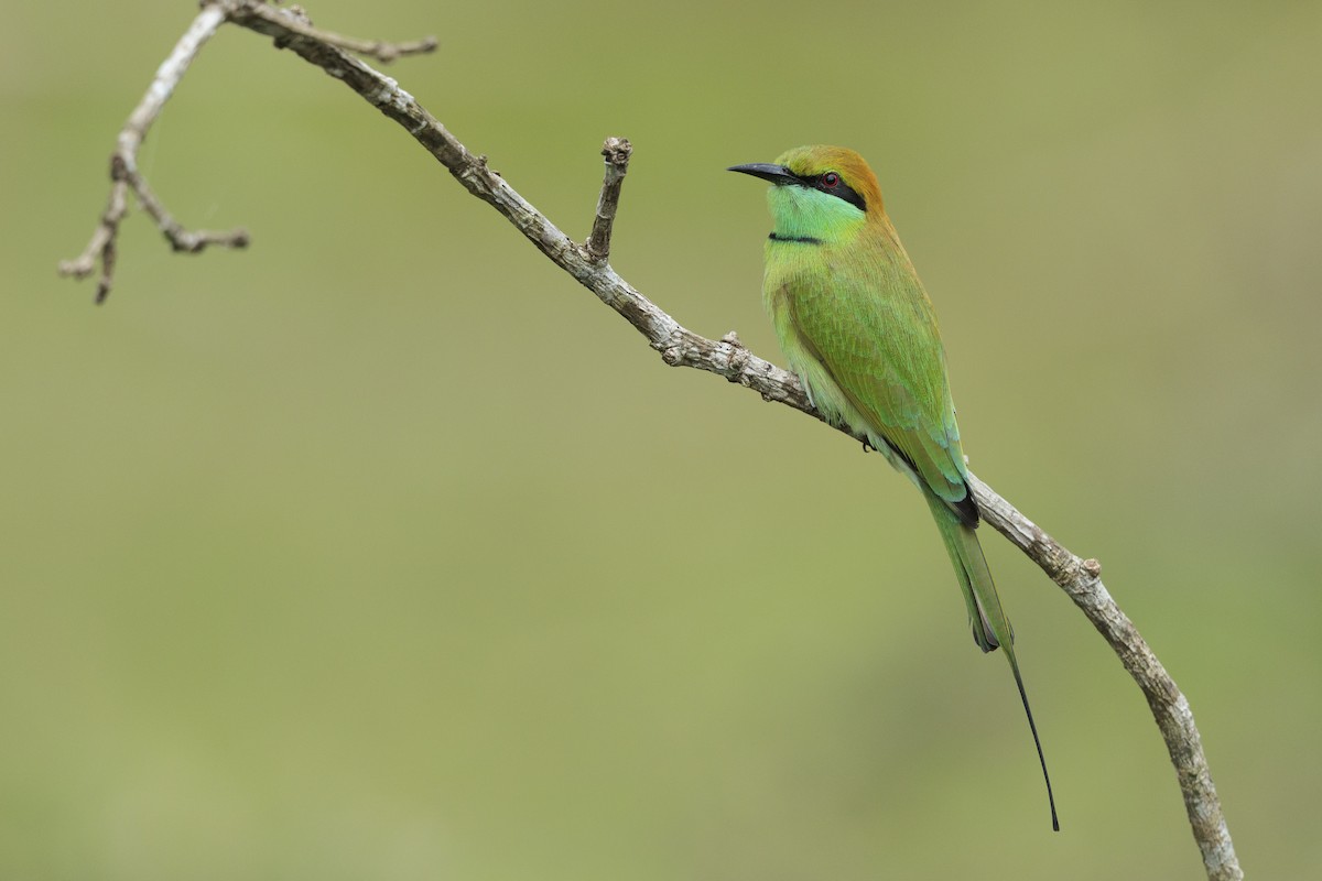 Asian Green Bee-eater - ML642738691
