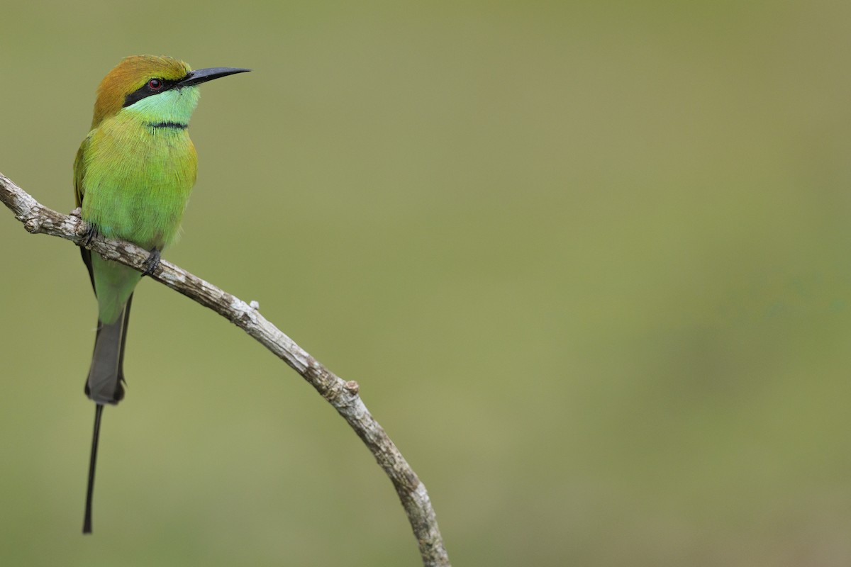 Asian Green Bee-eater - ML642738692