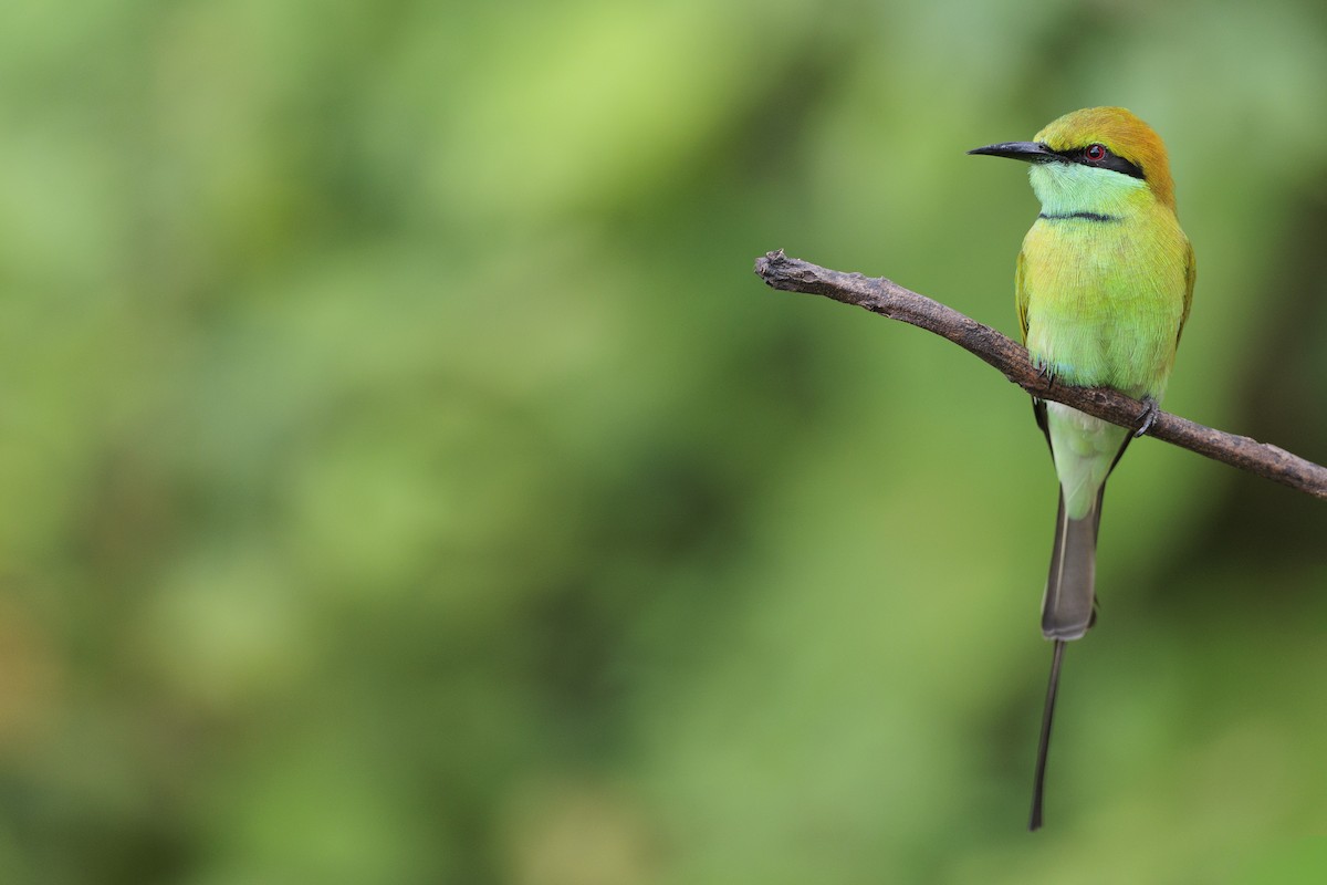Asian Green Bee-eater - ML642738693