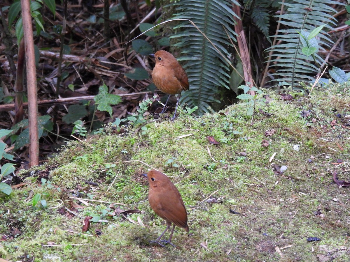 Equatorial Antpitta - ML642738695