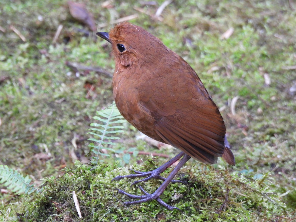 Equatorial Antpitta - ML642738705