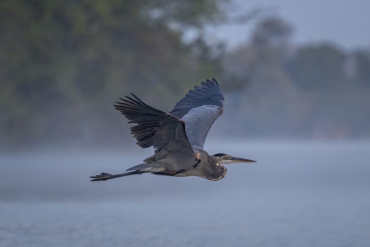 Great Blue Heron - ML642738707