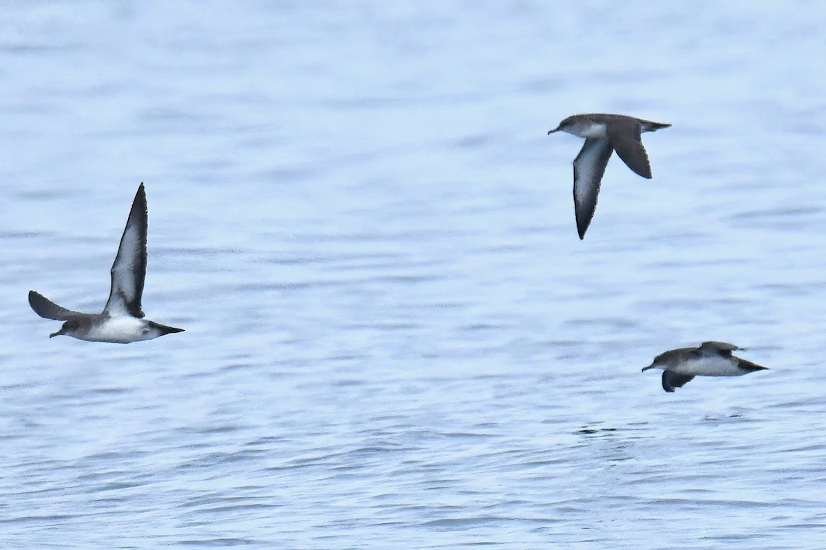 Black-vented Shearwater - ML642738717