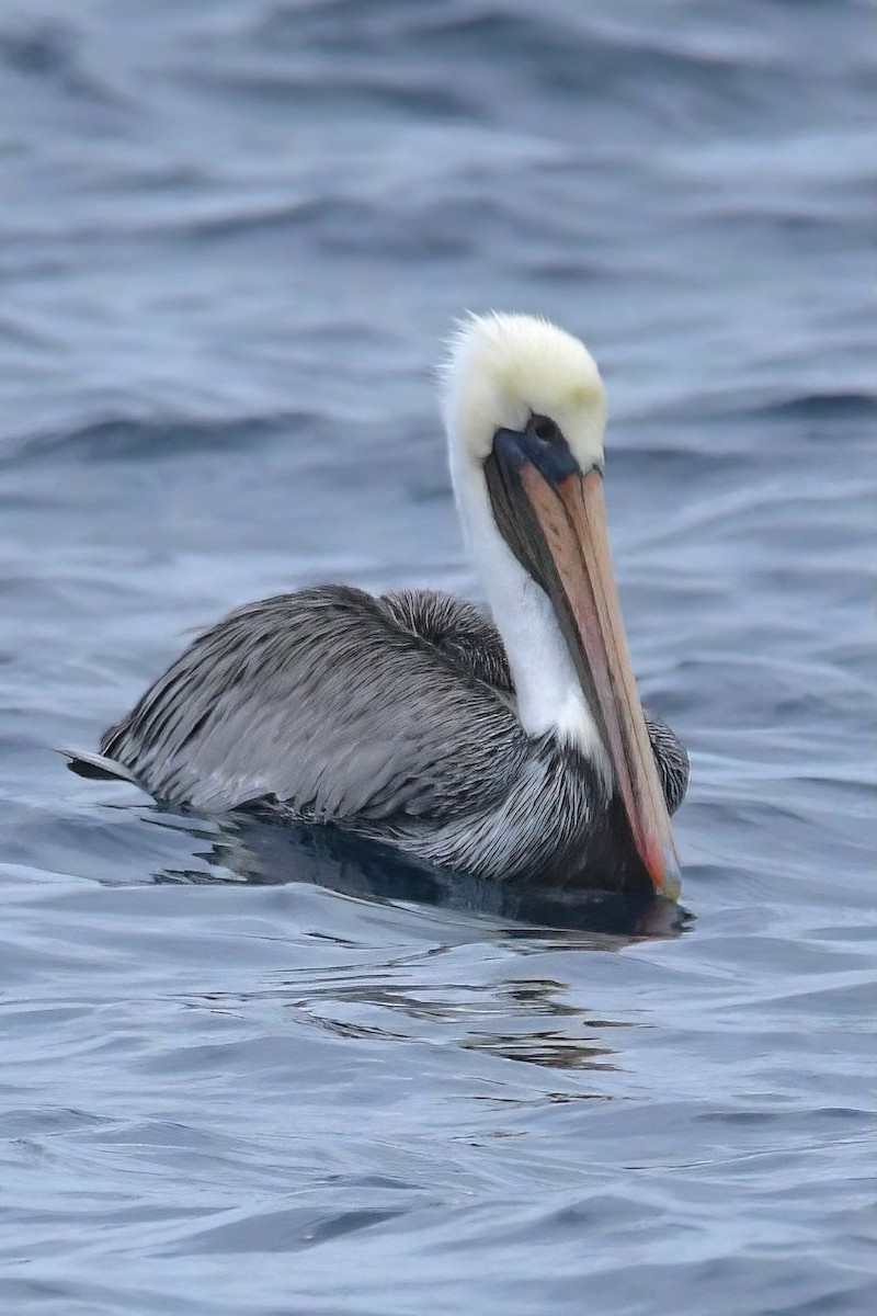 Brown Pelican - ML642738734