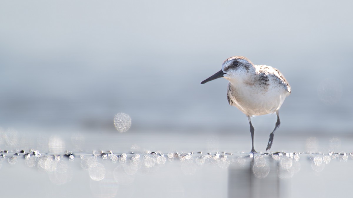 Sanderling - ML642738743