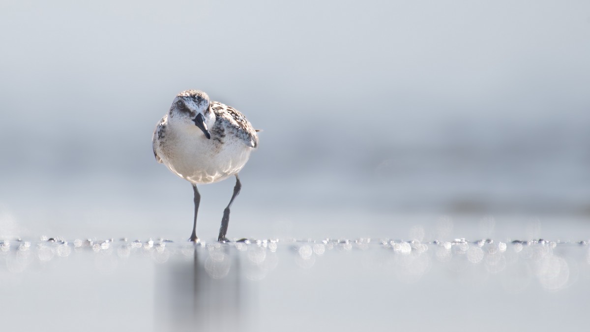 Sanderling - ML642738744