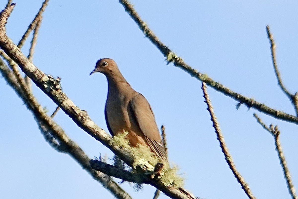 Mourning Dove - ML642738755