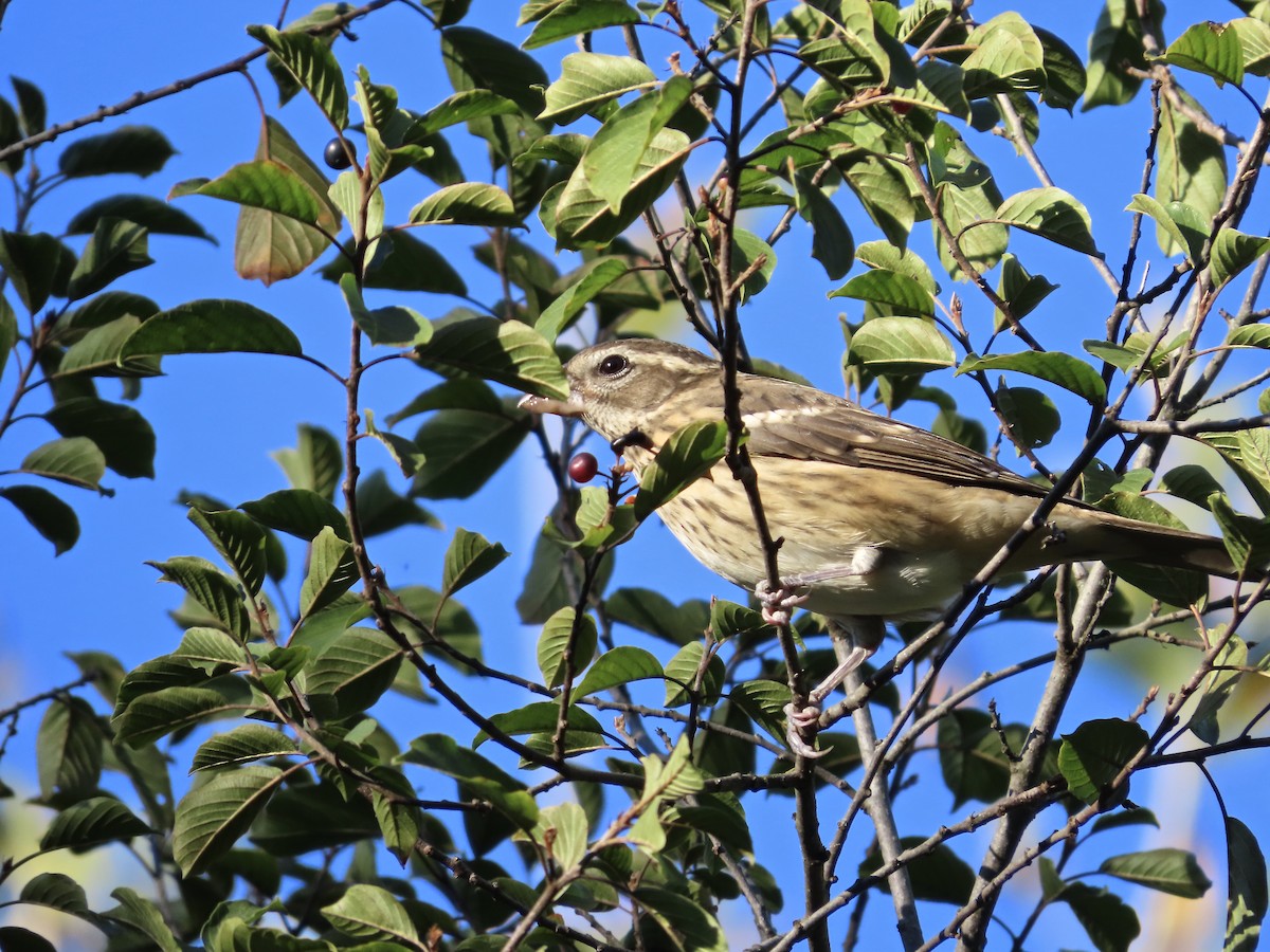 Cardinal à poitrine rose - ML642738766
