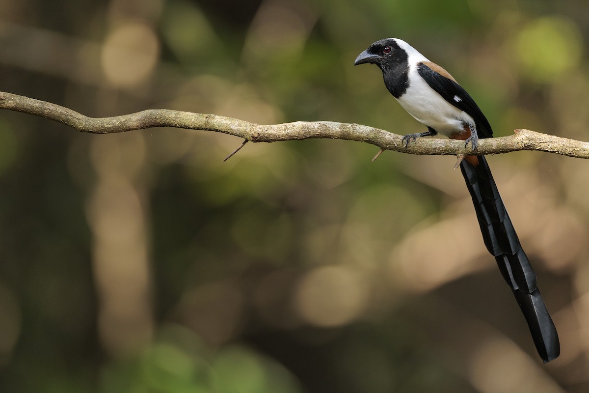 White-bellied Treepie - ML642738767