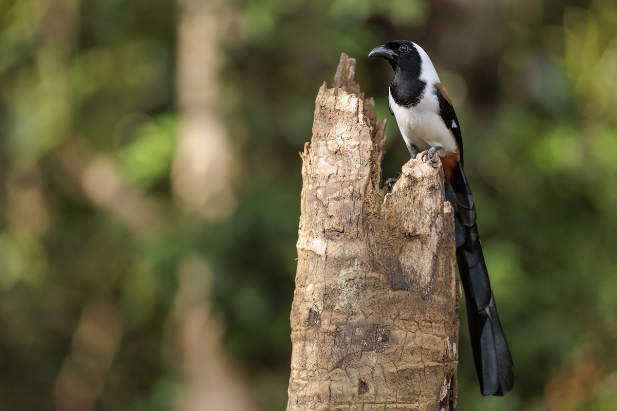 White-bellied Treepie - ML642738768