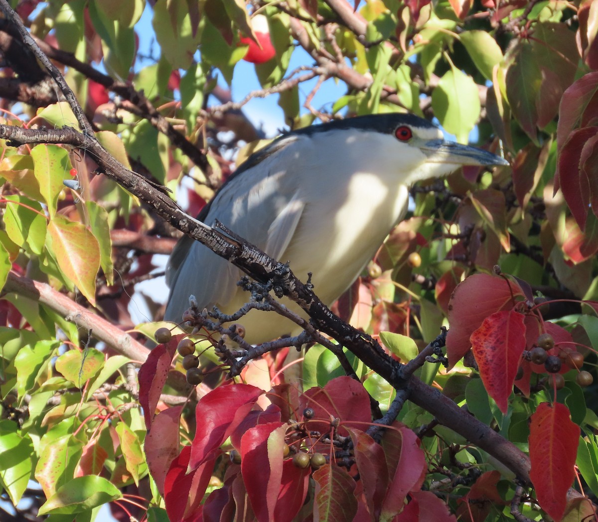Black-crowned Night Heron - ML642738789