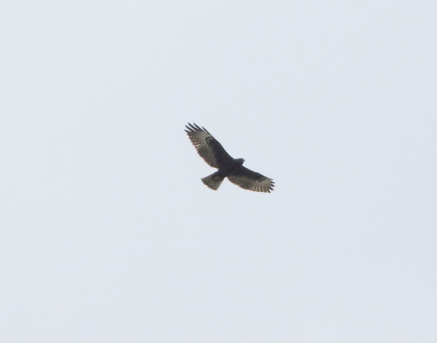 Short-tailed Hawk - ML642738794