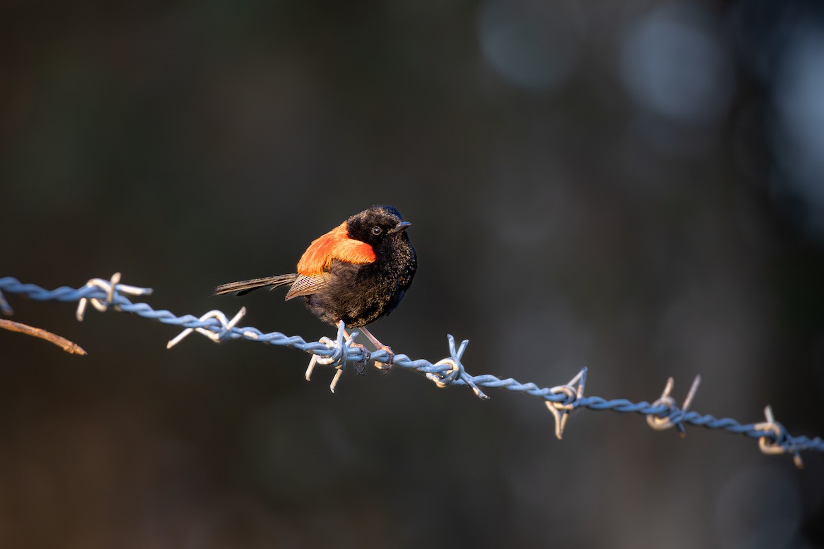 Red-backed Fairywren - ML642738804