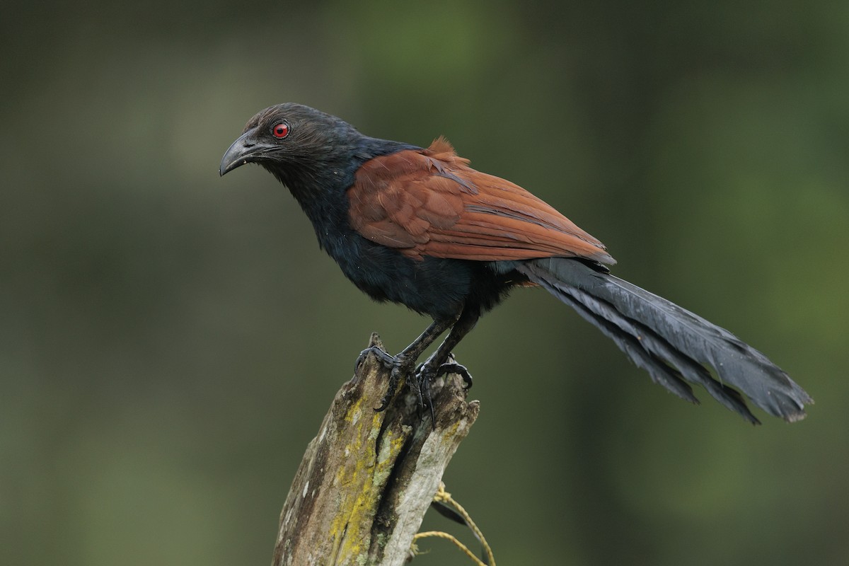 Greater Coucal - ML642738820