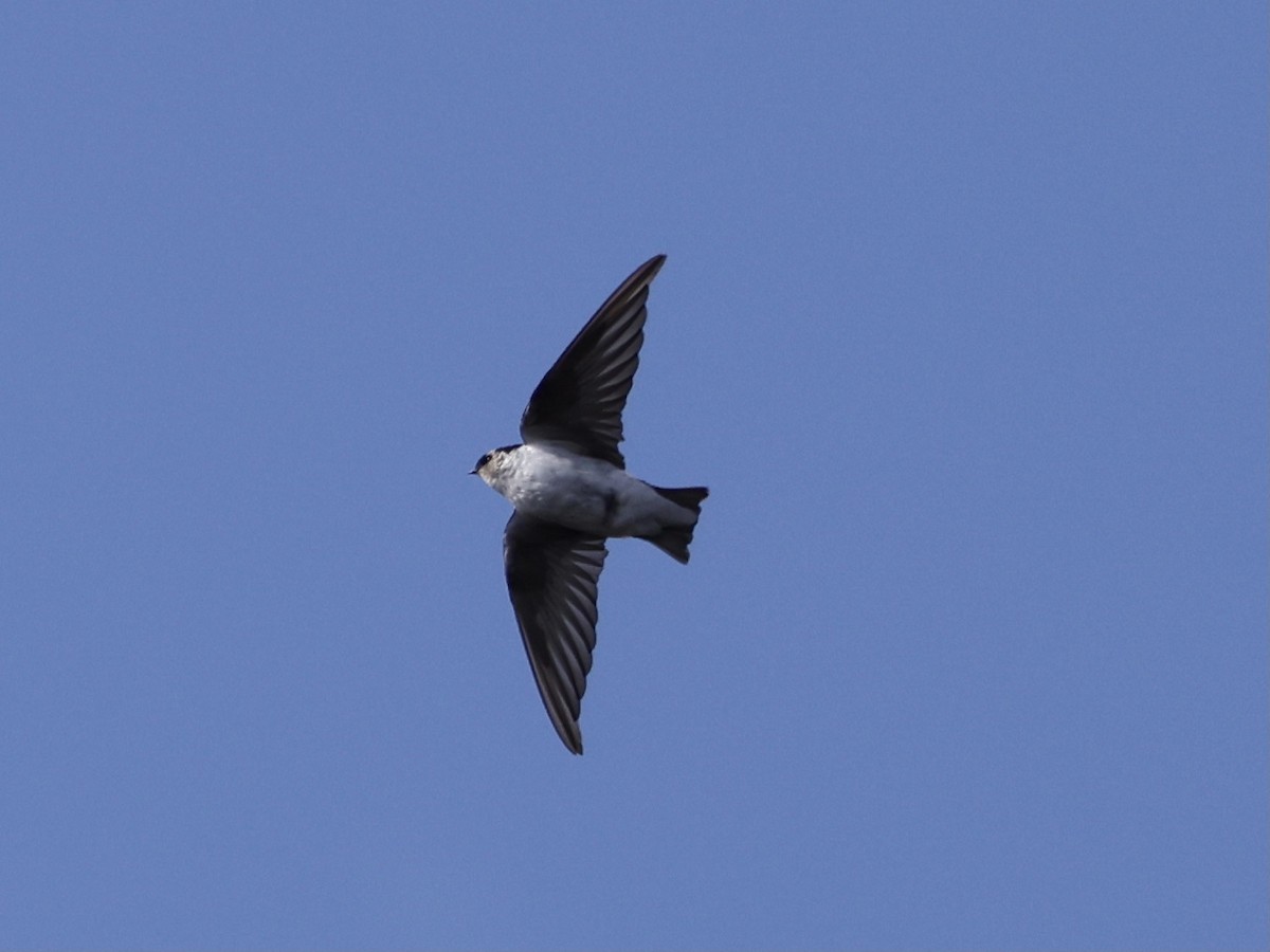 Violet-green Swallow - ML642738842