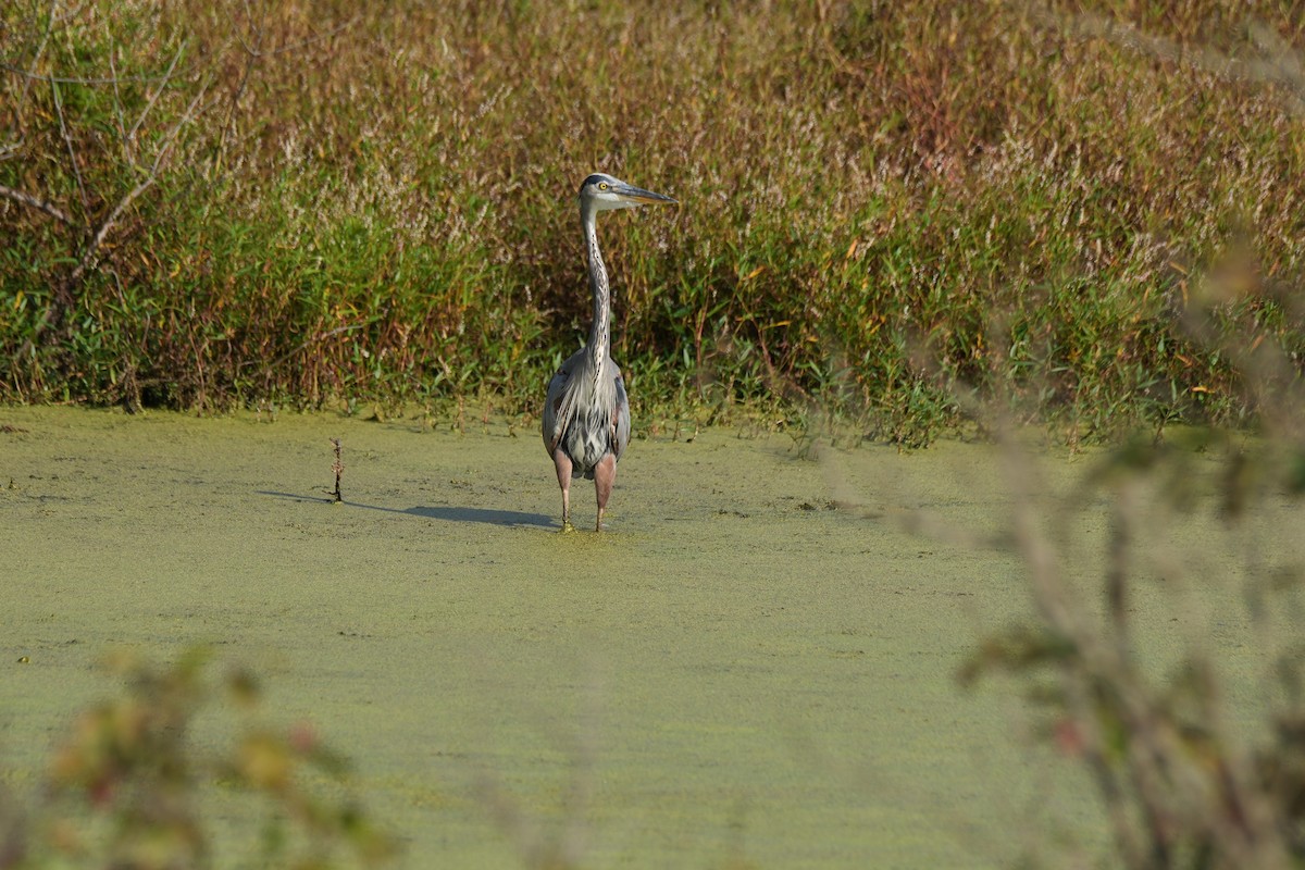 Great Blue Heron - ML642738861