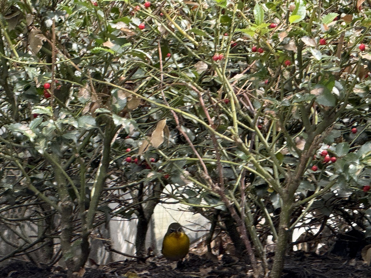 Yellow-breasted Chat - ML642738866