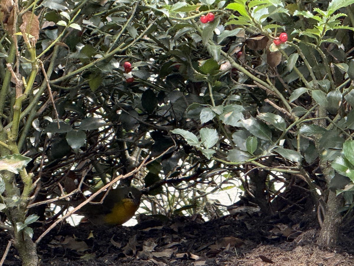 Yellow-breasted Chat - ML642738867