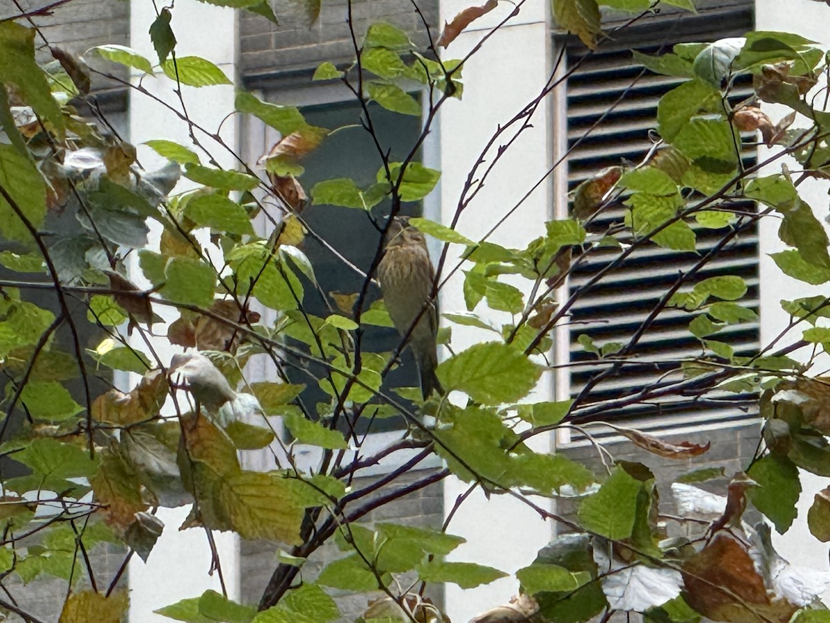 Dickcissel - ML642738886