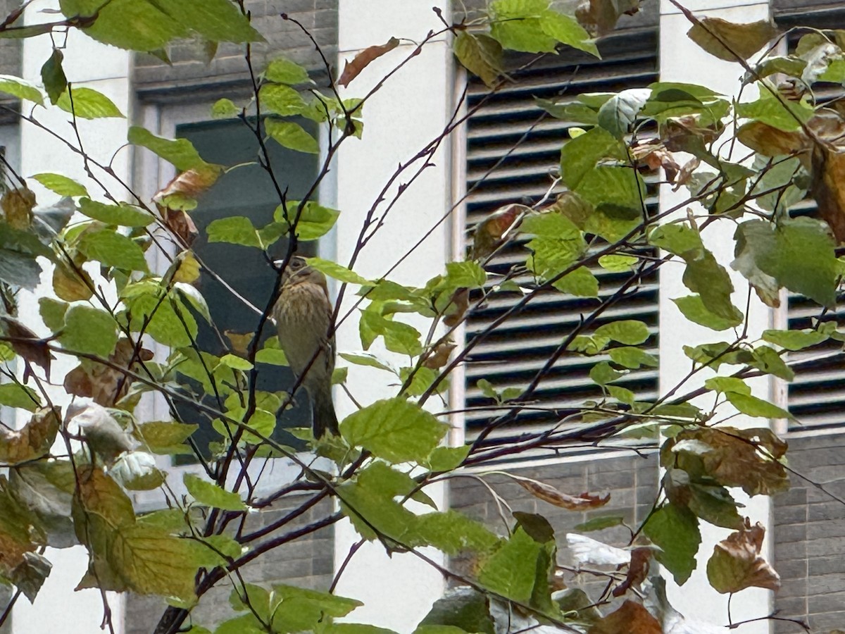 Dickcissel - ML642738887