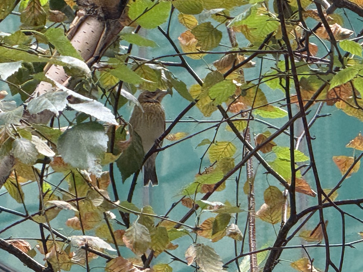 Dickcissel - ML642738888