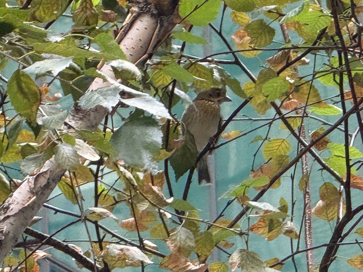 Dickcissel - ML642738890