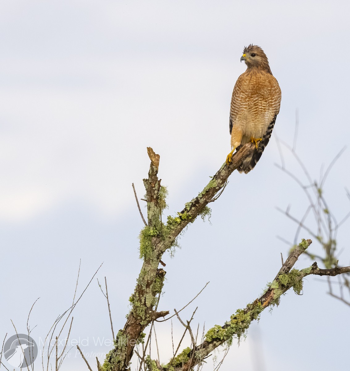 Buse à épaulettes (groupe lineatus) - ML642738895