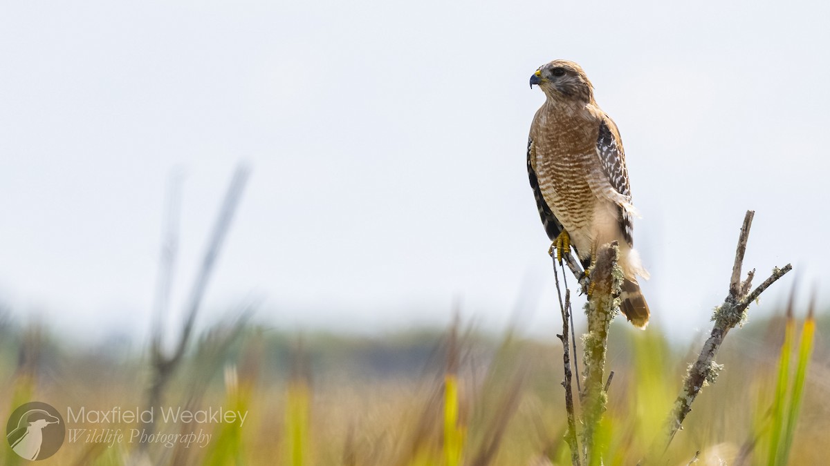Buse à épaulettes (groupe lineatus) - ML642738898
