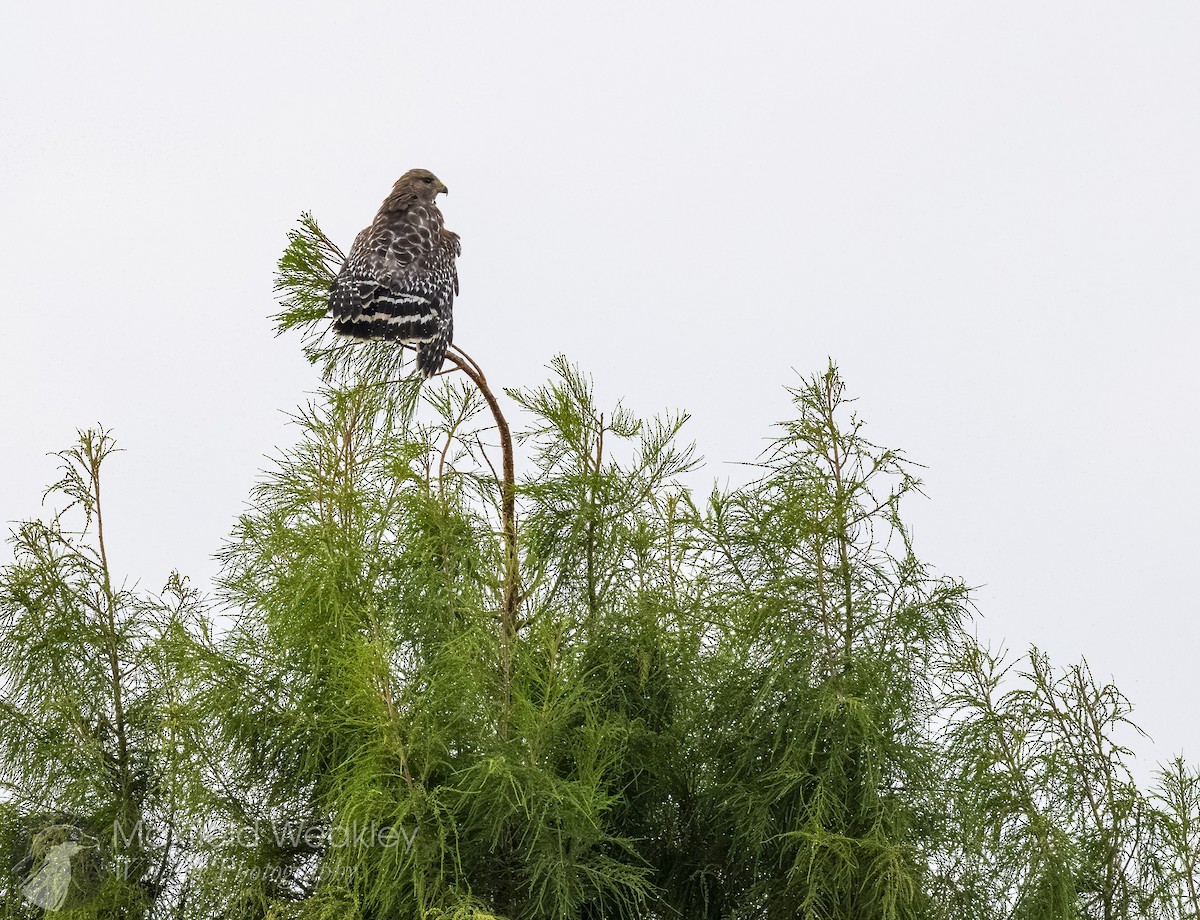 Buse à épaulettes (groupe lineatus) - ML642738904