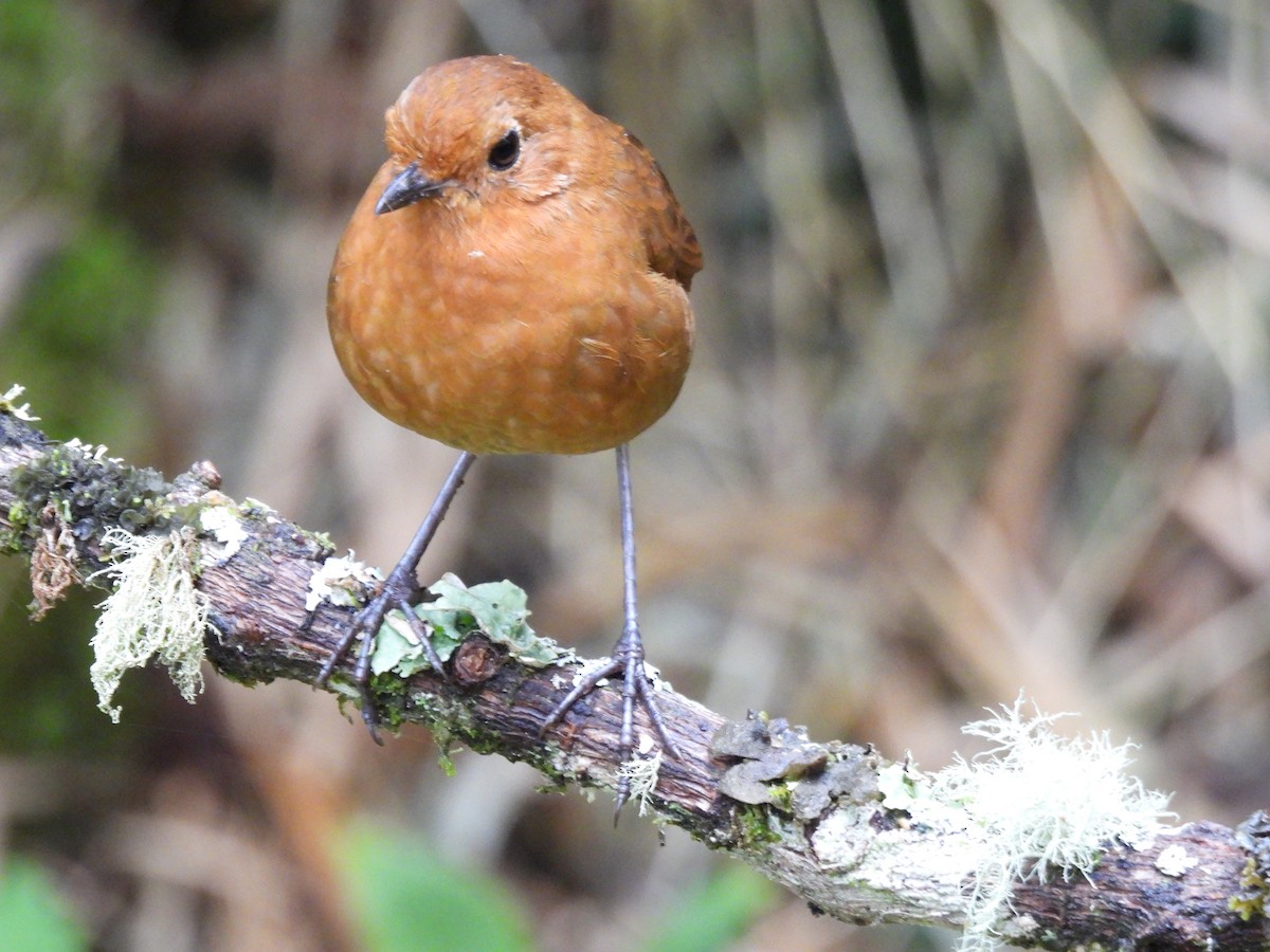 Equatorial Antpitta - ML642738906