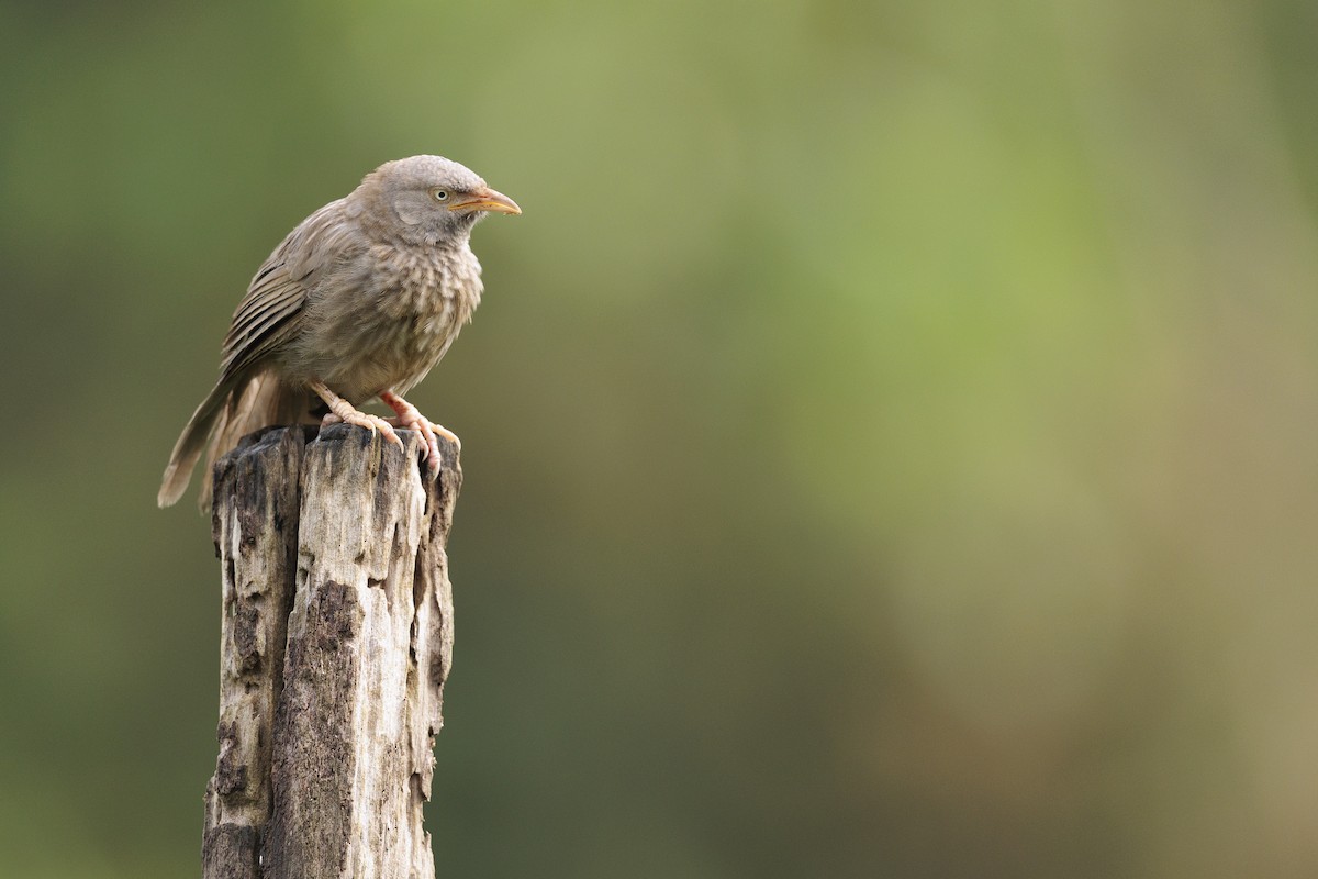 Jungle Babbler - ML642738916